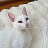 cat, white_cat, heterochromia, blue_eye, green_eye, pet, animal, feline, fluffy_blanket, cozy, indoor, closeup, portrait, cute, soft_texture, relaxed, whiskers, pink_nose, ears, resting