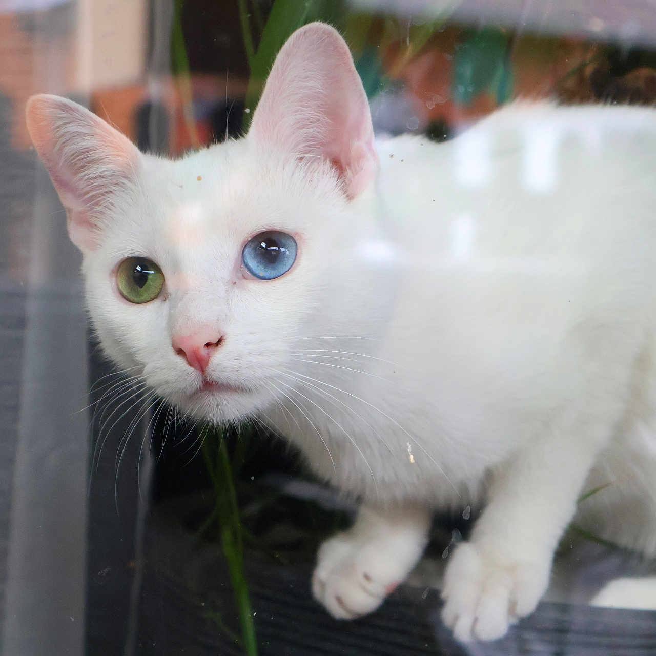 Bo participe au concours pour gagner de l'argent avec cette photo : cat, white_cat, heterochromia, green_eye, blue_eye, pet, animal, curious, window, glass, reflection, indoor, feline, whiskers, ears, face, closeup, portrait, domestic_cat, cute