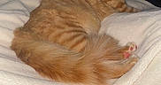 Thor is registered to the contest to win money with this photo: cat, orange_tabby, feline, pet, animal, fluffy_tail, blanket, white_blanket, indoor, resting, cozy, fur, paw, cute, domestic_cat, sleepy, relaxed, whiskers, ears, pink_nose