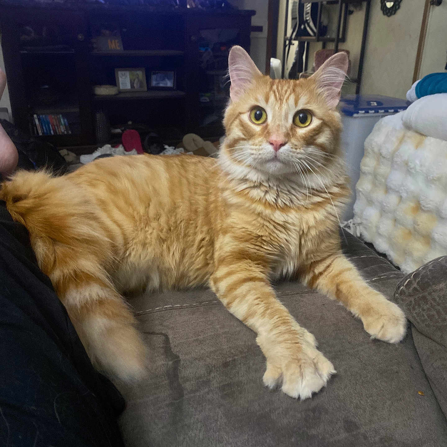 Thor is registered to the contest to win money with this photo: cat, orange_tabby, pet, feline, indoor, couch, living_room, furniture, eyes, whiskers, fur, relaxing, alert, household, television, shelves, decor, cozy, domestic, mammal