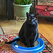 Cinder Claws joined the competition — help win amazing prizes! black_cat, cat, pet, animal, indoor, toy, ball, plant, potted_plant, green_plant, carpet, rug, wood_floor, furniture, decor, box, floral_pattern, curious, sitting, domestic