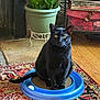 black_cat, cat, pet, animal, indoor, toy, ball, plant, potted_plant, green_plant, carpet, rug, wood_floor, furniture, decor, box, floral_pattern, curious, sitting, domestic