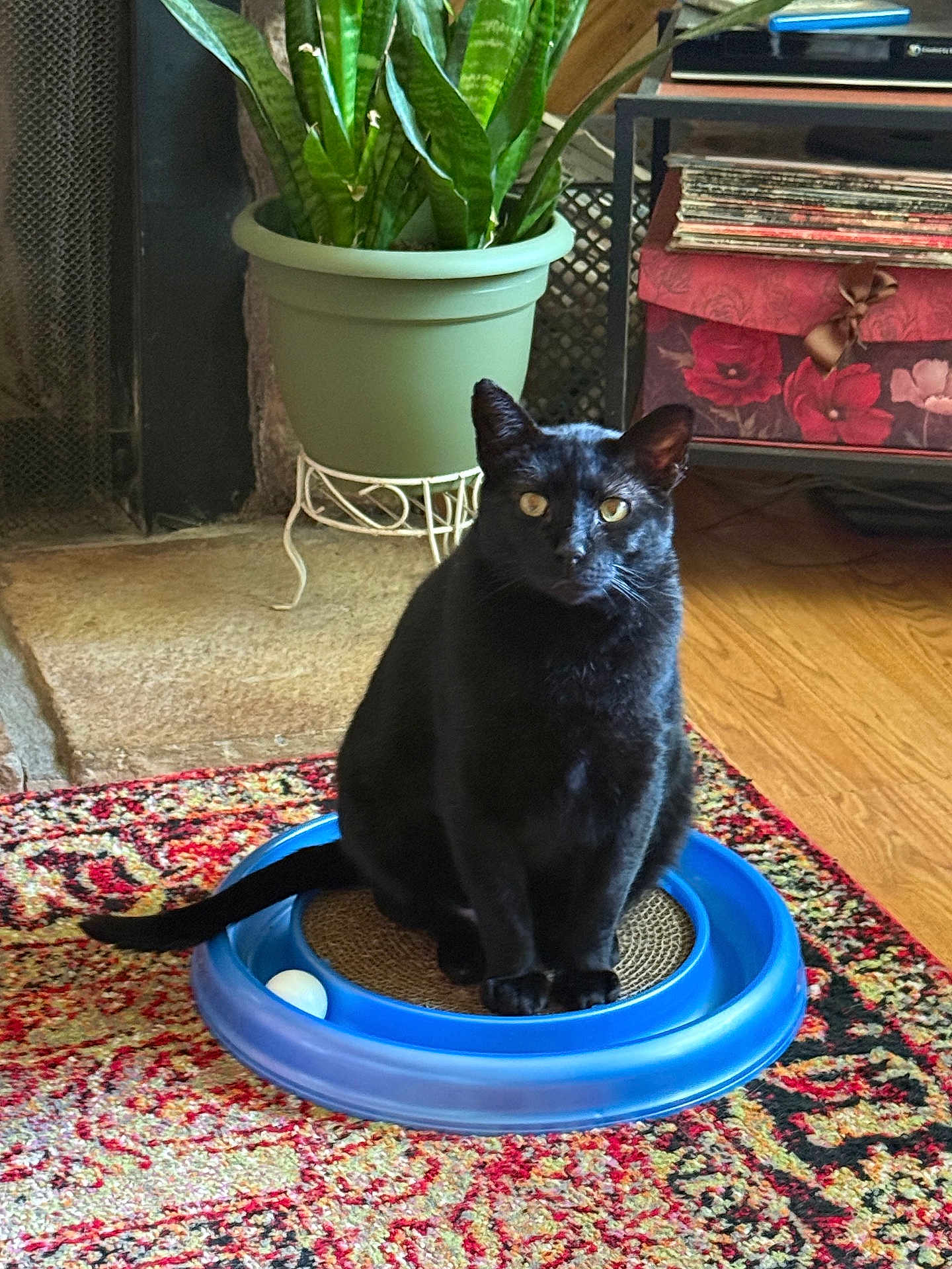Cinder Claws joined the competition — help win amazing prizes! black_cat, cat, pet, animal, indoor, toy, ball, plant, potted_plant, green_plant, carpet, rug, wood_floor, furniture, decor, box, floral_pattern, curious, sitting, domestic