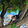Urssaf a rejoint le concours — aidez-le/la à gagner de superbes lots ! cat, tree, branch, leaves, outdoor_cafe, table, chair, umbrella, mountain, sky, greenery, nature, pets, animal, daylight, relaxation, scenic, balcony, railing, sunlight