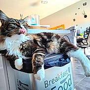 Urssaf participe au concours pour gagner de l'argent avec cette photo : cat, tabby, fur, tongue, kitchen, trash_bin, furniture, floor, chair, clock, window, indoor, relaxed, pet, whiskers, animal, domestic, home, mammal, cute