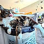 cat, tabby, fur, tongue, kitchen, trash_bin, furniture, floor, chair, clock, window, indoor, relaxed, pet, whiskers, animal, domestic, home, mammal, cute