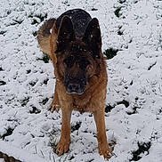 Joy participe au concours pour gagner de l'argent avec cette photo : carnivoran, dog, dog_breed, dog_breed_group, dog_like_mammal, freezing, fur, german_shepherd_dog, snout, snow, vulnerable_native_breeds, winter
