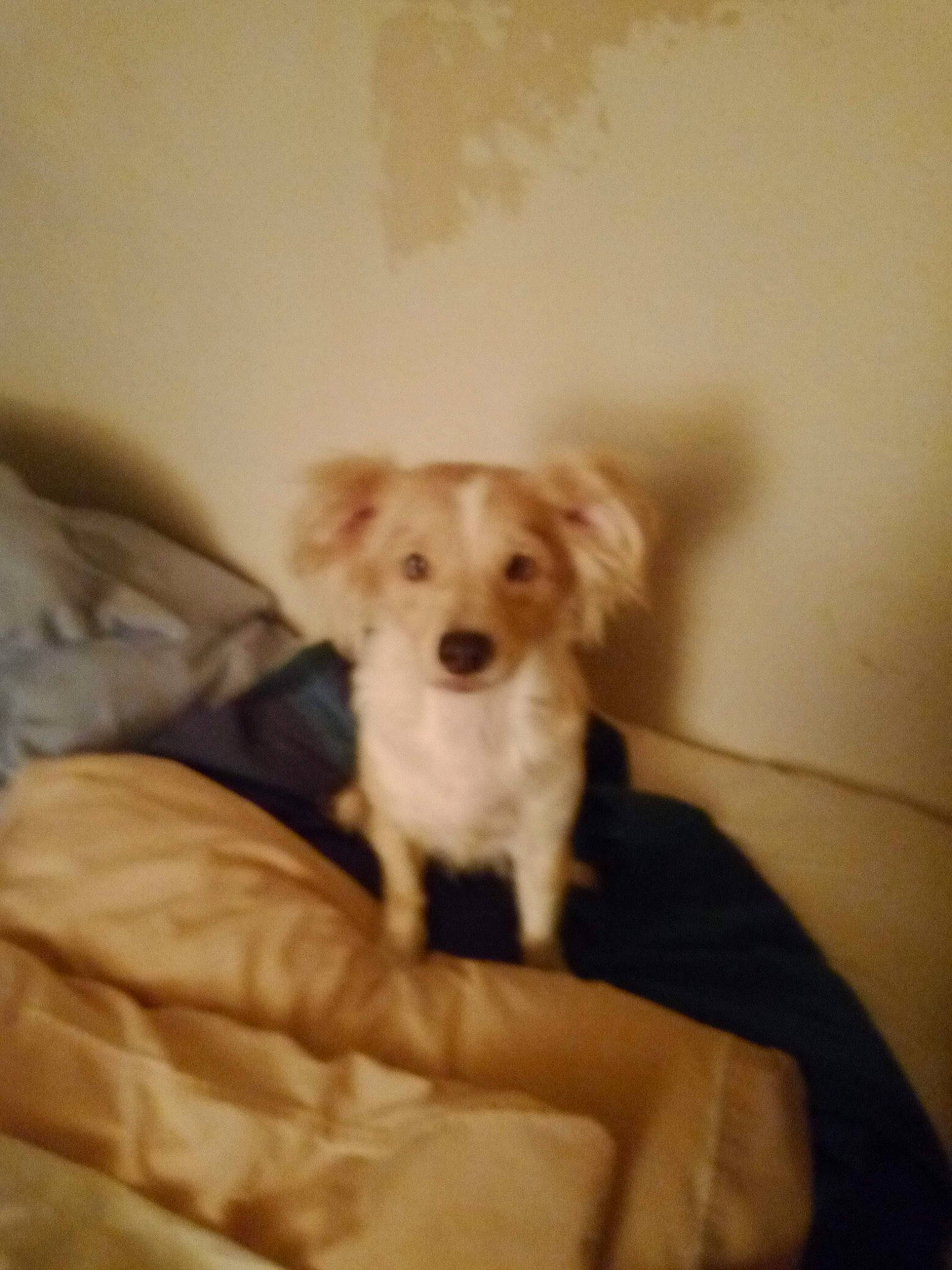 Leela joined the competition — help win amazing prizes! canidae, carnivore, chair, comfort, companion_dog, couch, dog, dog_breed, dog_supply, fawn, flooring, fur, paw, pet_supply, puppy, snout, sporting_group, whiskers, wood, working_animal