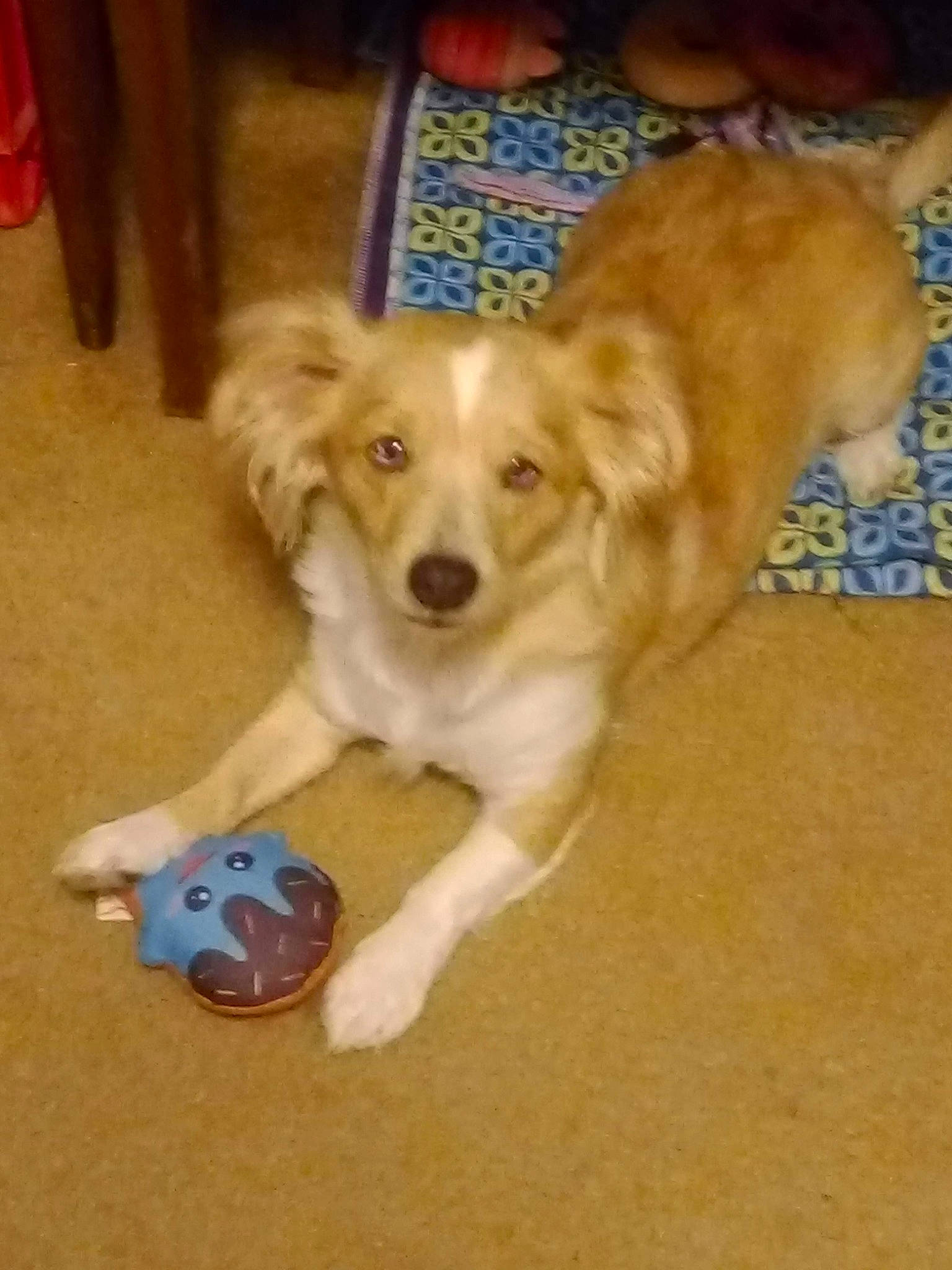 Leela joined the competition — help win amazing prizes! ball, canidae, carnivore, chair, companion_dog, dog, dog_breed, fawn, floor, flooring, football, fun, fur, gun_dog, hardwood, mammal, snout, sporting_group, toy, wood