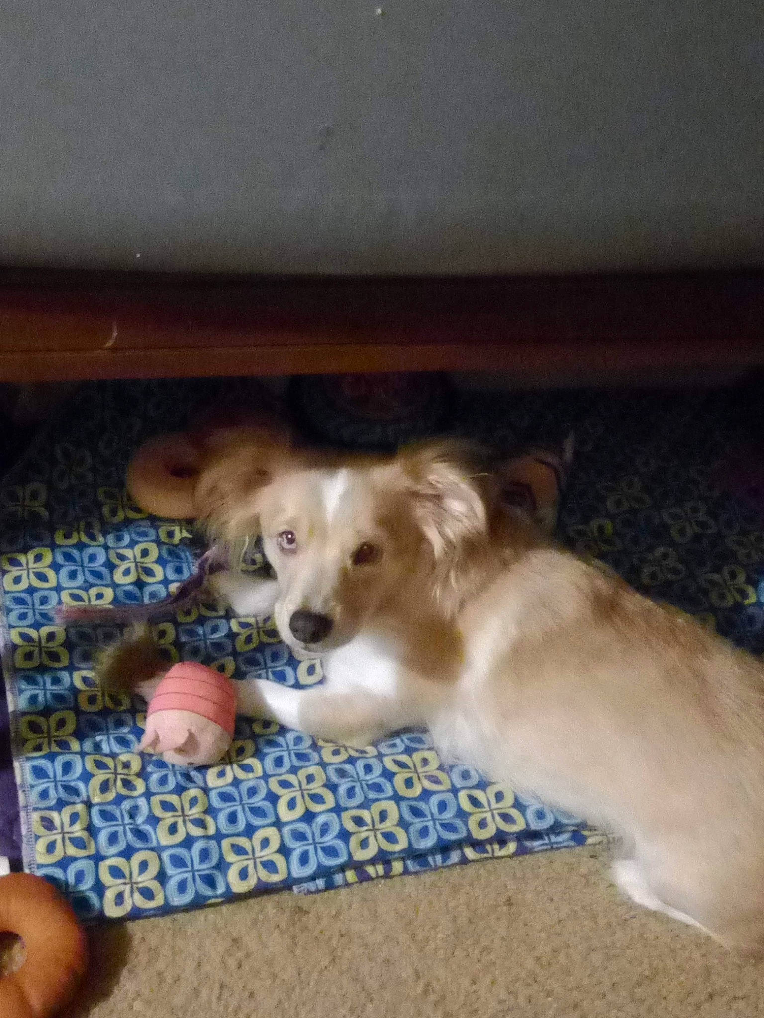 Leela is registered to the contest to win money with this photo: canidae, carnivore, companion_dog, dog, dog_breed, flooring, fur, hardwood, non_sporting_group, paw, puppy, sporting_group, terrestrial_animal, wood, working_dog