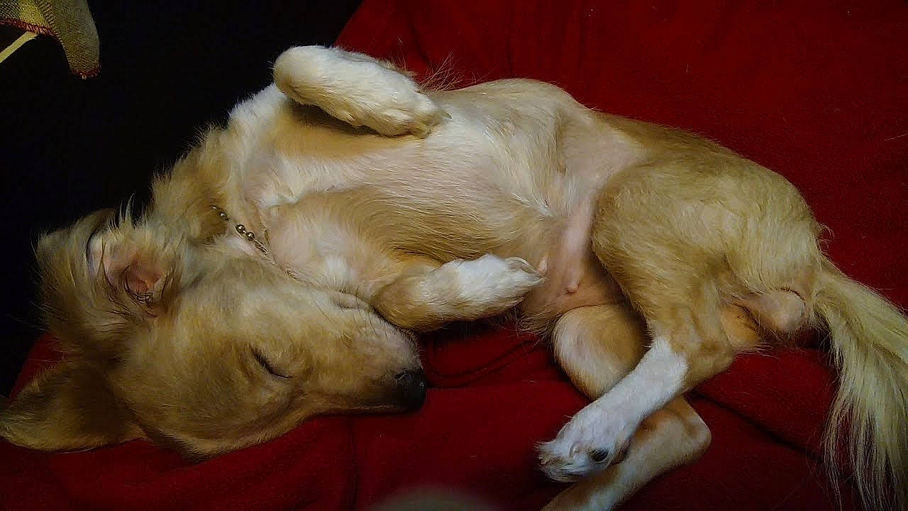 Leela is registered to the contest to win money with this photo: bored, canidae, carnivore, claw, comfort, companion_dog, dog, dog_breed, ear, fawn, felidae, fur, nap, paw, retriever, snout, sporting_group, tail, vertebrate, whiskers