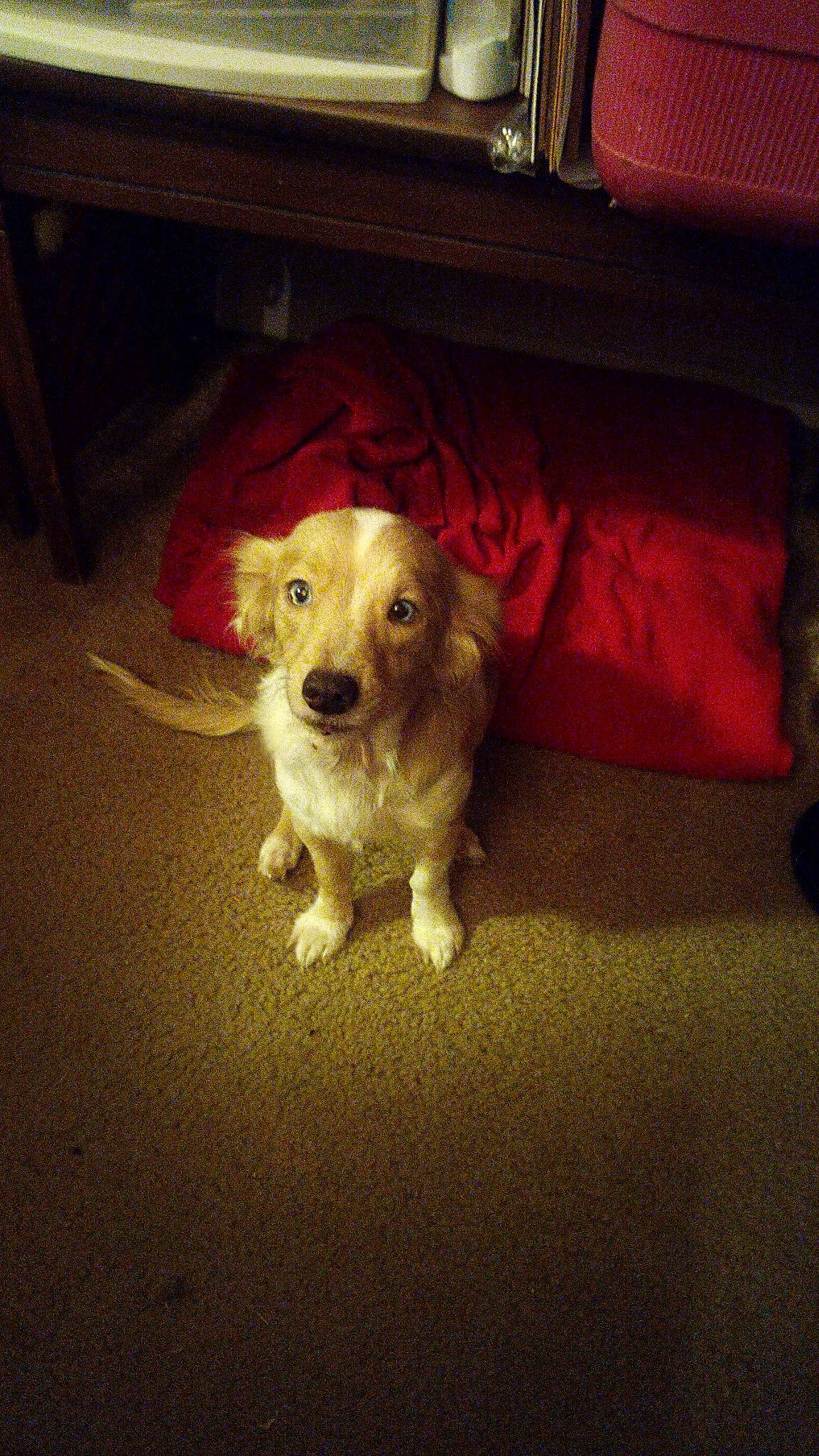 Leela is registered to the contest to win money with this photo: carnivore, comfort, companion_dog, couch, dog, dog_breed, floor, flooring, fur, hardwood, living_room, paw, pillow, room, snout, sporting_group, tints_and_shades, toy_dog, whiskers, wood