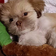 Milo joined the competition — help win amazing prizes! bedding, big_eyes, blanket, brown_and_white, close_up, cozy, cuddly, dog, floppy_ear, fur, indoor, nose, paws, pet, plush_toy, portrait, puppy, sleepy, toy, whiskers