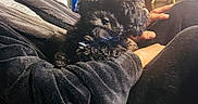 Teddy joined the competition — help win amazing prizes! puppy, dog, black_dog, curly_fur, pet, indoor, person, arms, fleece_jacket, cozy, seated, hand, couch, furniture, bottle, background, warm_lighting, fur, small_dog, resting