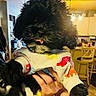 Teddy is registered to the contest to win money with this photo: puppy, dog, black_dog, cute, pet, sweater, colorful, dinosaur_print, tongue_out, hand, indoor, kitchen, warm_lighting, cozy, furry, small_dog, animal, domestic_animal, person_holding, blurred_background