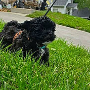 Teddy joined the competition — help win amazing prizes! puppy, dog, black_dog, grass, greenery, harness, leash, outdoor, pet, cute, small_dog, suburban, sidewalk, house, daytime, playful, fur, animal, nature, walking