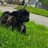 puppy, dog, black_dog, grass, greenery, harness, leash, outdoor, pet, cute, small_dog, suburban, sidewalk, house, daytime, playful, fur, animal, nature, walking