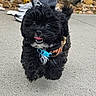 dog, puppy, black_dog, leaping, outdoor, concrete, collar, tongue_out, happy, fur, pet, running, playful, closeup, animal, walking_path, sneakers, rocks, cute, energetic