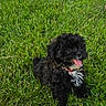 puppy, dog, grass, outdoor, black_fur, white_patch, tongue_out, happy, cute, pet, animal, nature, playful, fur, collar, young_dog, summer, greenery, sitting, small_dog