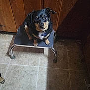 Scrappy Carr is registered to the contest to win money with this photo: dog, small_dog, black_dog, tan_markings, step_stool, kitchen, wooden_cabinets, tiled_floor, pet, indoor, looking_up, curious, floor, furniture, animal, companion, domestic, cute, waiting, seat