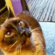 Stitch joined the competition — help win amazing prizes! cat, siamese_cat, pet, indoor, curious, close_up, blurry, hand, floor, door, mat, whiskers, fur, tail, looking_up, domestic_animal, companion, animal, mammal, feline