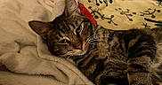 Charlie joined the competition — help win amazing prizes! animal, bed, blanket, cat, closeup, comfort, cozy, cute, feline, fur, indoor, mammal, pet, quilt, relaxed, resting, sleepy, striped, tabby_cat, whiskers