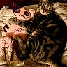 animal, blanket, cat, closeup, cozy, cuddle, cute, fur, indoor, pet, pink, plush_toy, relaxed, resting, soft, striped, stuffed_animal, tabby, texture, toy