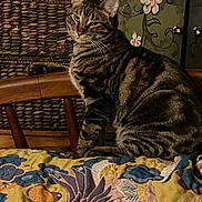 Charlie joined the competition — help win amazing prizes! animal, basket, blanket, cabinet, cat, chair, decor, face, feline, floral, furniture, indoor, looking, pattern, pet, sitting, striped, tabby, whiskers, wood