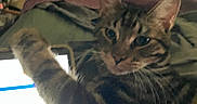 Charlie joined the competition — help win amazing prizes! animal, blanket, cat, chair, closeup, cozy, curious, device, feline, home, indoor, light, looking, paw, pet, screen, striped, tabby, tablet, wooden