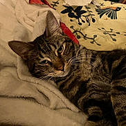 Charlie joined the competition — help win amazing prizes! cat, tabby, animal, pet, feline, resting, blanket, quilt, patterned, striped, whiskers, ears, fur, cozy, indoor, comfort, relaxation, closeup, laying, cute