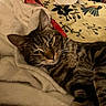 cat, tabby, animal, pet, feline, resting, blanket, quilt, patterned, striped, whiskers, ears, fur, cozy, indoor, comfort, relaxation, closeup, laying, cute