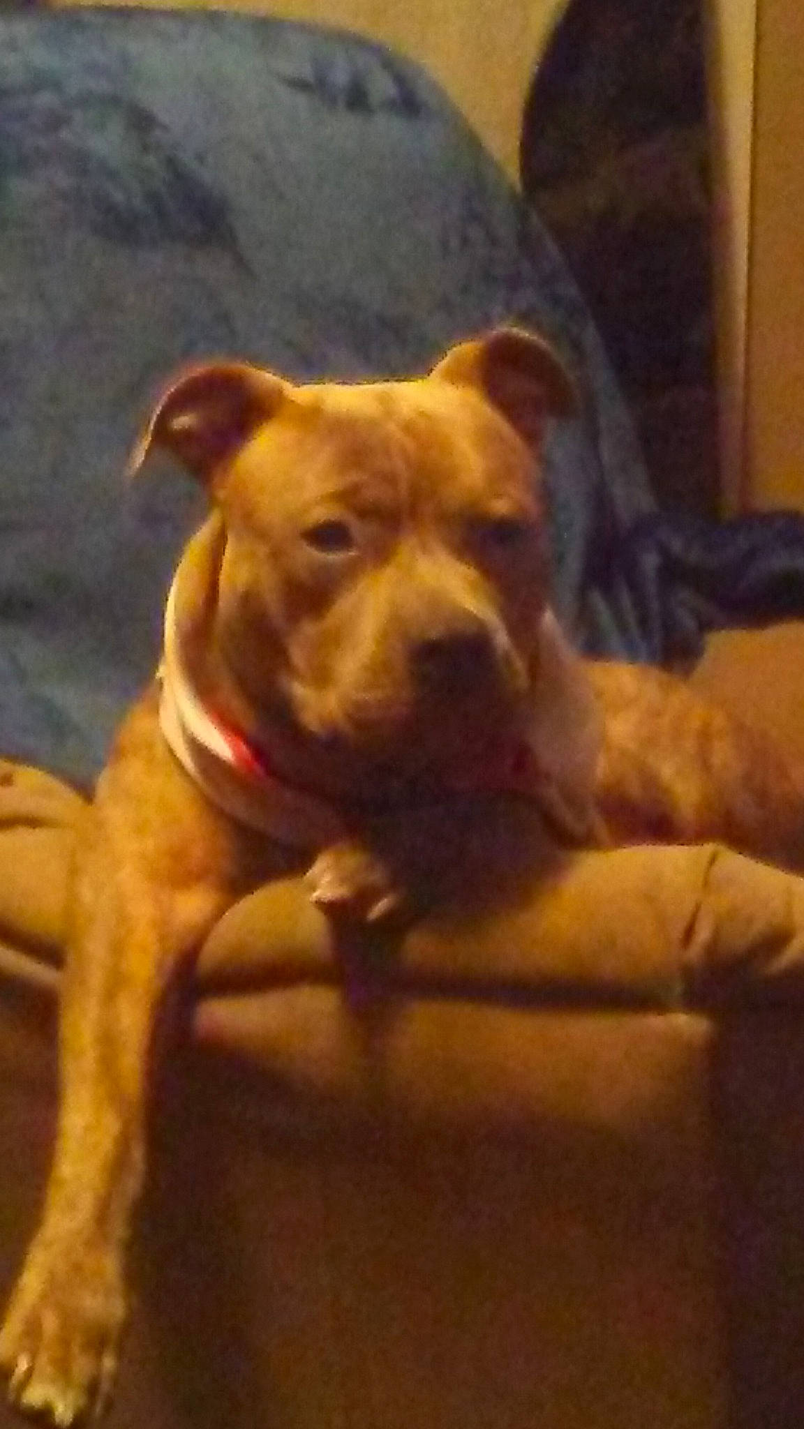 Brick is registered to the contest to win money with this photo: american_pit_bull_terrier, american_staffordshire_terrier, canidae, carnivore, dog, dog_breed, fawn, mammal, non_sporting_group, pit_bull, snout, staffordshire_bull_terrier, vertebrate