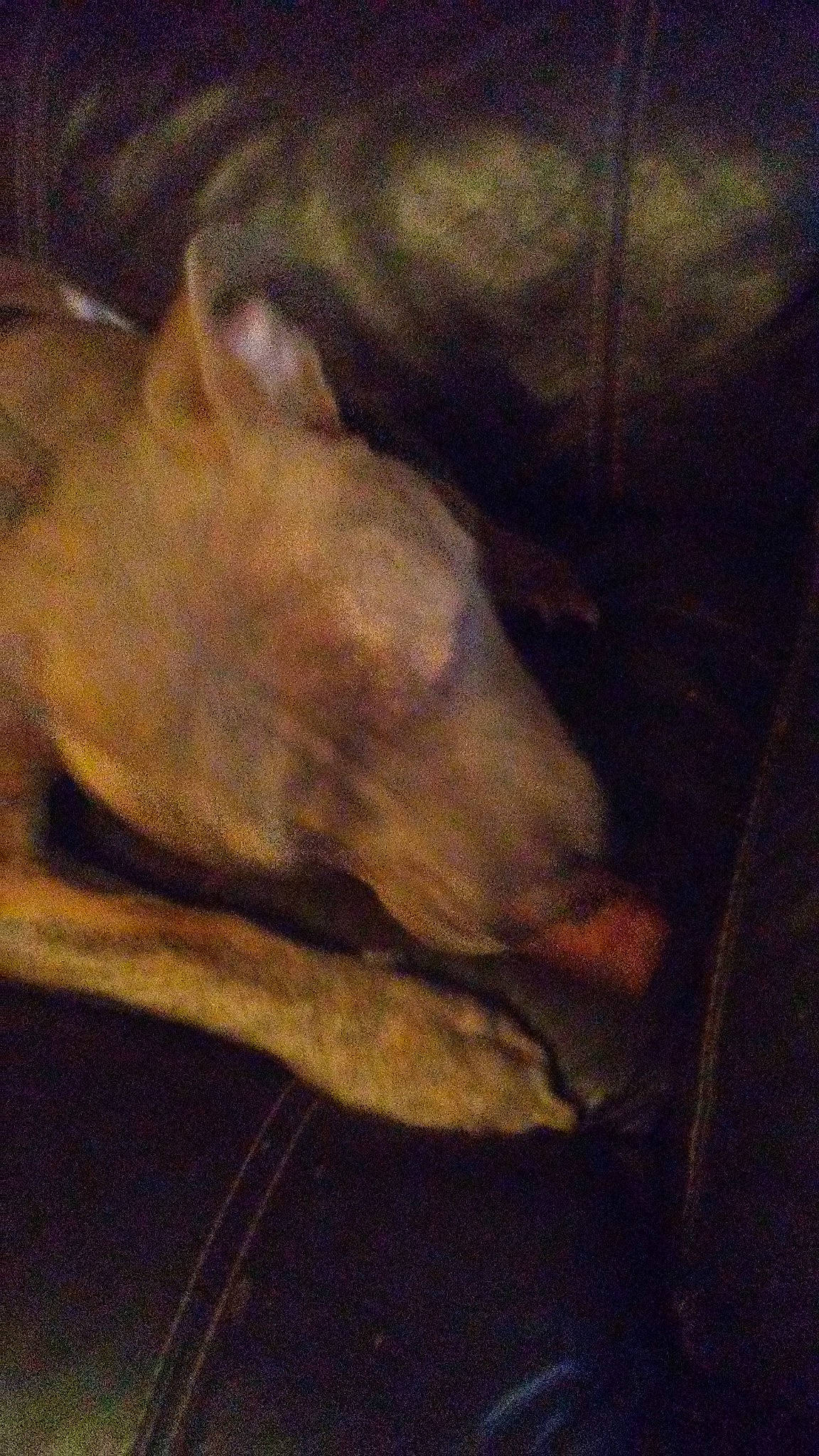 Brick is registered to the contest to win money with this photo: canidae, carnivore, dog, dog_breed, fawn, snout, sporting_group, tail