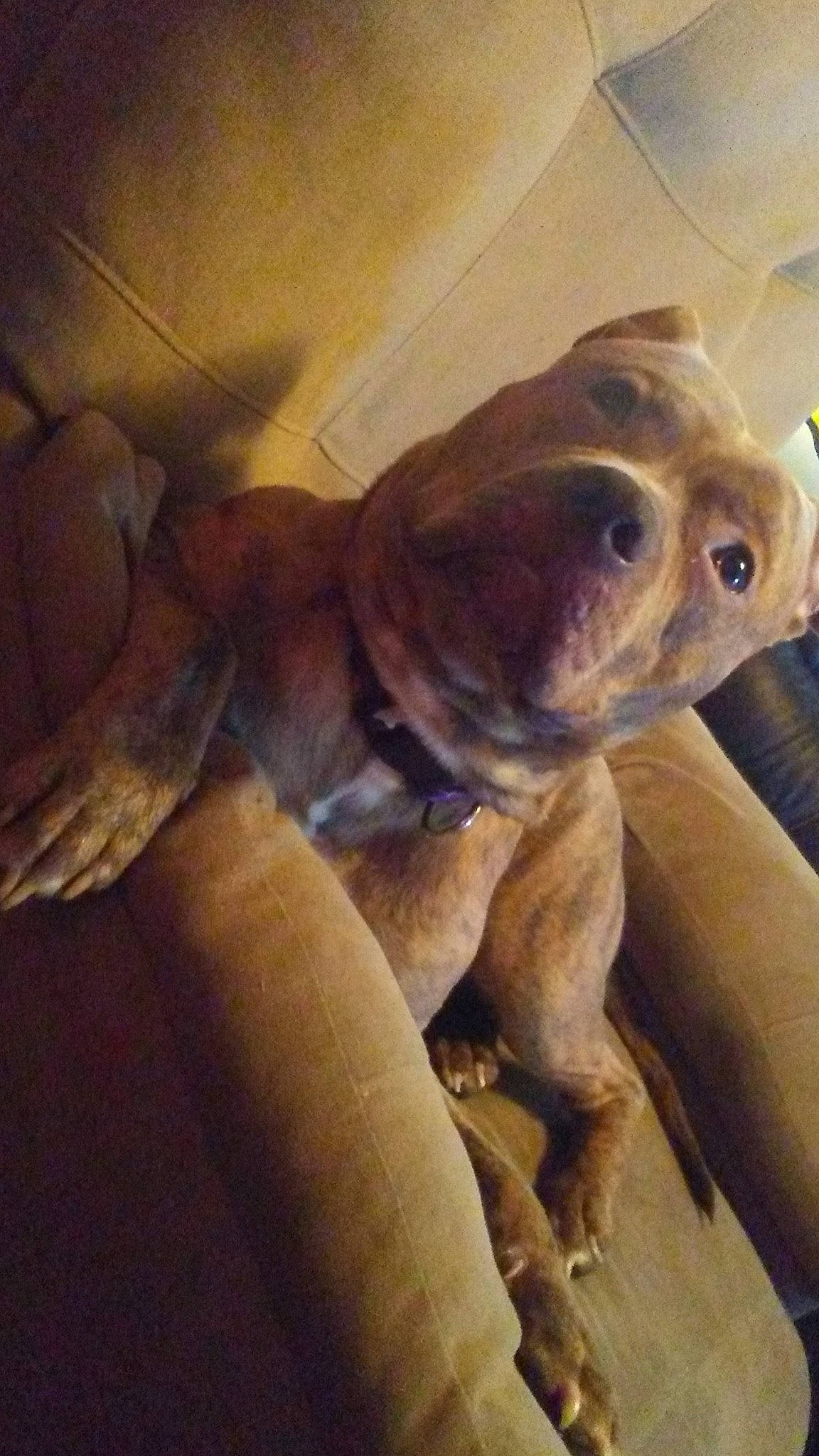 Brick joined the competition — help win amazing prizes! american_pit_bull_terrier, ancient_dog_breeds, boerboel, bulldog, canidae, carnivore, dog, dog_breed, fawn, non_sporting_group, olde_english_bulldogge, pit_bull, puppy, snout, sporting_group, vertebrate