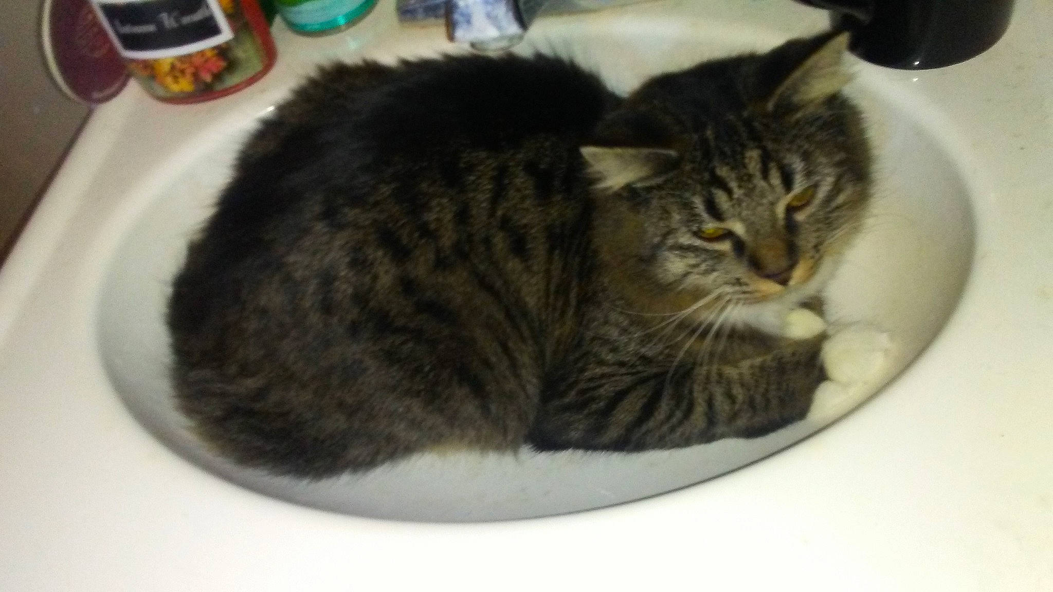 Boots is registered to the contest to win money with this photo: american_shorthair, asian, carnivore, cat, cat_bed, cymric, domestic_long_haired_cat, domestic_short_haired_cat, dragon_li, european_shorthair, felidae, fur, kitten, mammal, norwegian_forest_cat, polydactyl_cat, small_to_medium_sized_cats, tabby_cat, whiskers, wild_cat