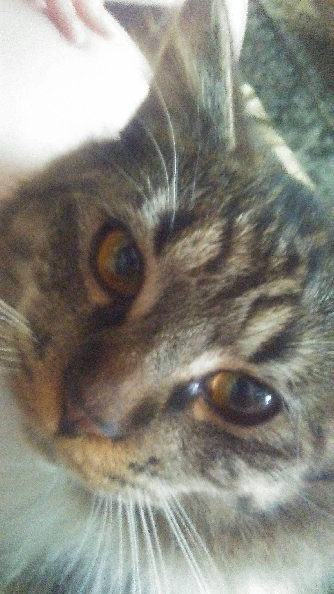 Boots is registered to the contest to win money with this photo: aegean_cat, american_wirehair, asian, carnivore, cat, close_up, domestic_short_haired_cat, dragon_li, european_shorthair, eye, felidae, fur, iris, kitten, mammal, nose, small_to_medium_sized_cats, snout, tabby_cat, whiskers