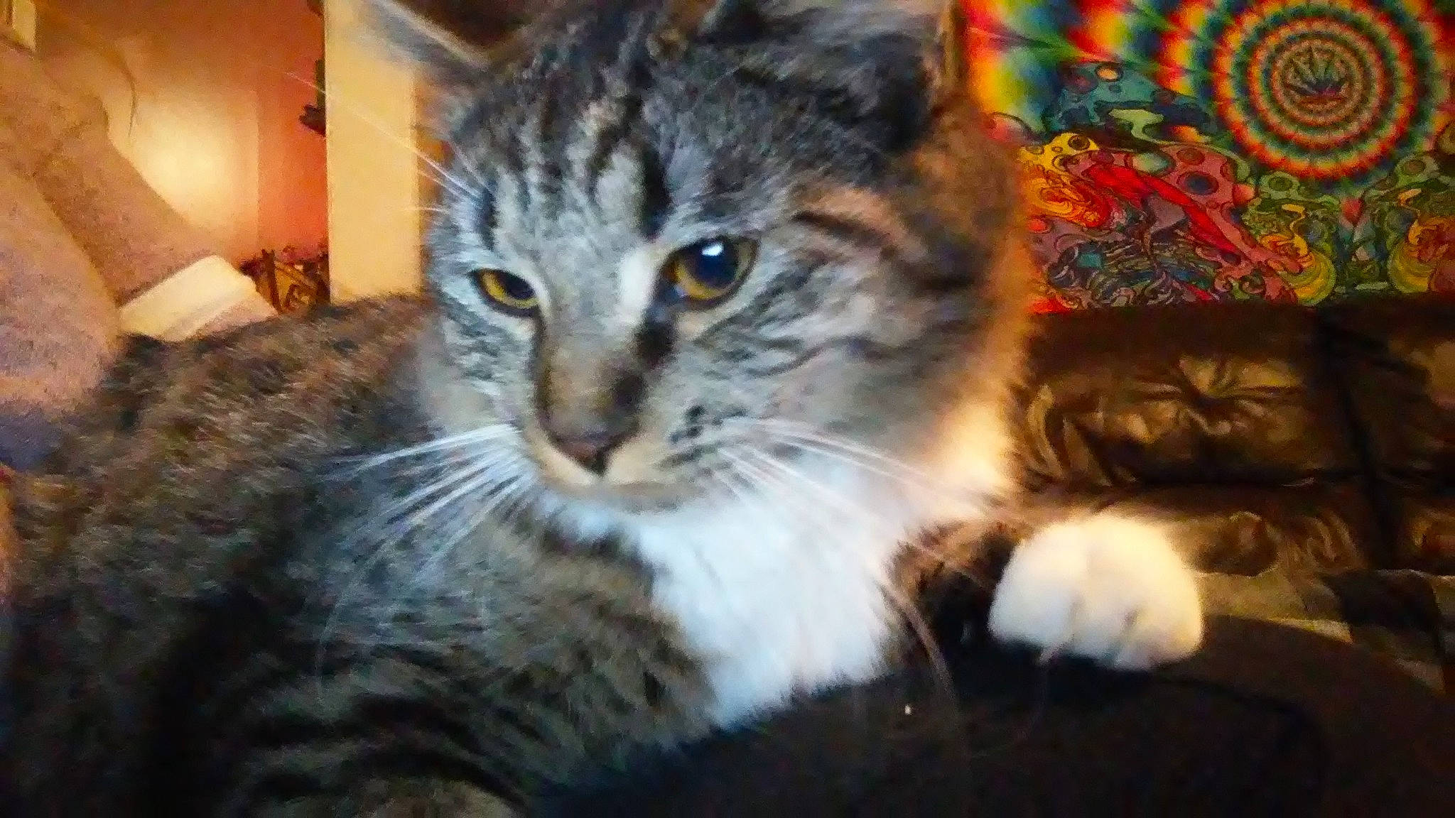 Boots joined the competition — help win amazing prizes! aegean_cat, american_curl, asian, carnivore, cat, domestic_long_haired_cat, domestic_short_haired_cat, dragon_li, european_shorthair, felidae, kitten, mammal, norwegian_forest_cat, pixie_bob, siberian, small_to_medium_sized_cats, snout, tabby_cat, vertebrate, whiskers