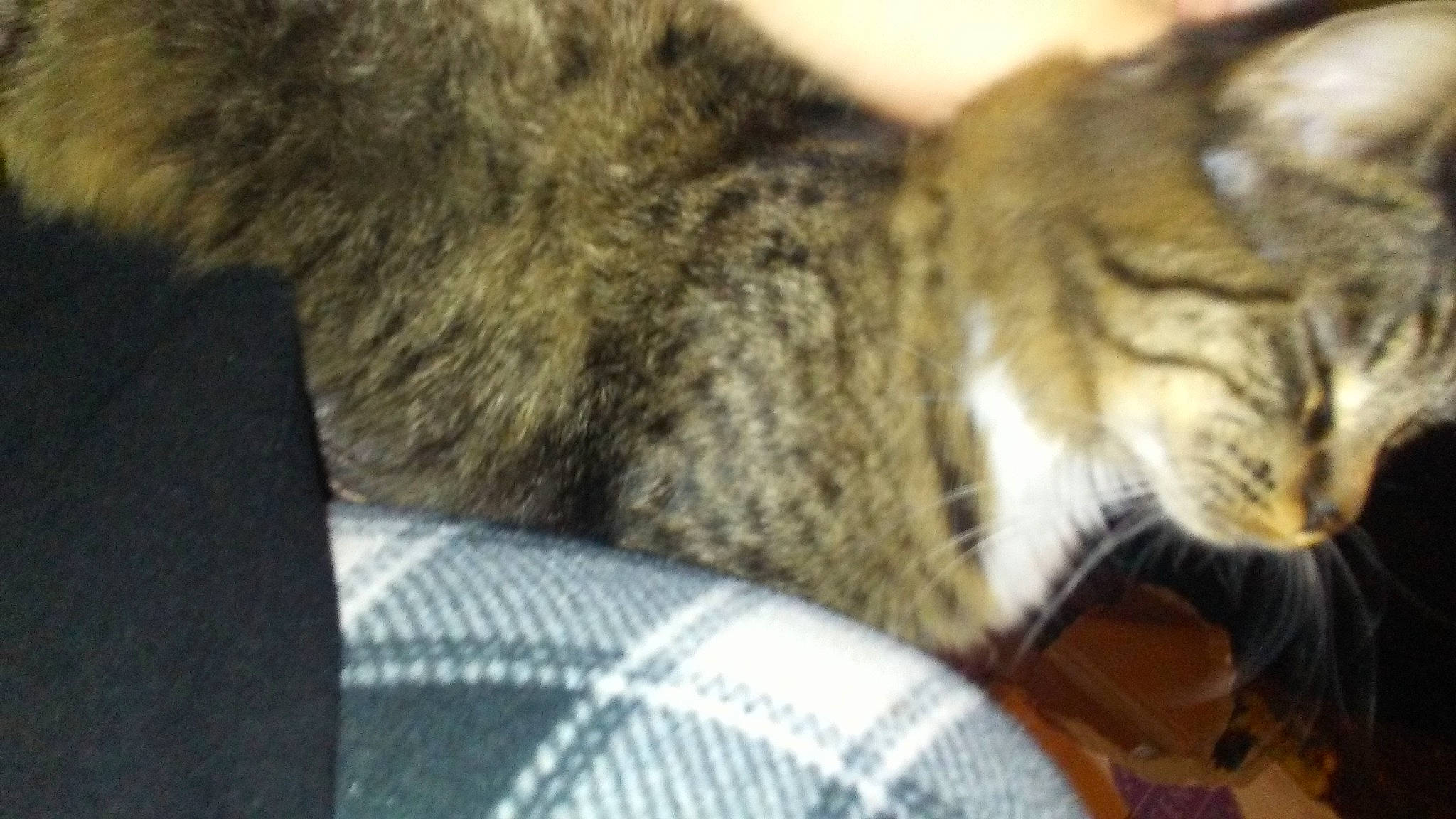 Boots is registered to the contest to win money with this photo: american_shorthair, asian, california_spangled, carnivore, cat, chausie, domestic_short_haired_cat, dragon_li, european_shorthair, felidae, fur, kitten, mammal, norwegian_forest_cat, pixie_bob, small_to_medium_sized_cats, snout, tabby_cat, whiskers, wild_cat