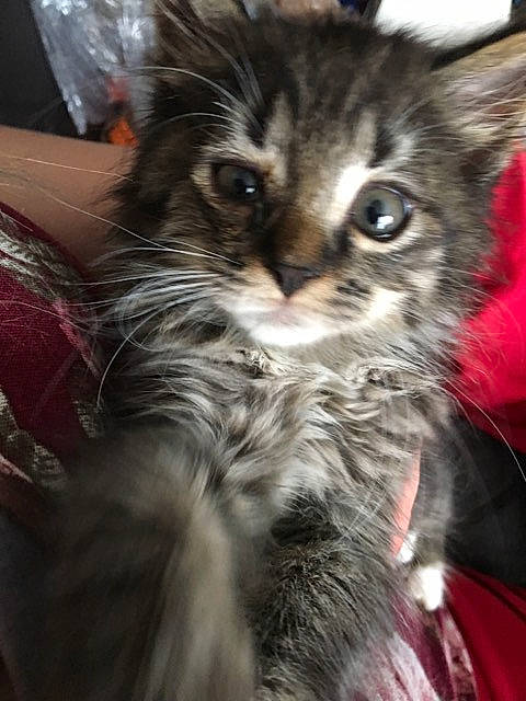 Boots joined the competition — help win amazing prizes! american_curl, asian, carnivore, cat, domestic_long_haired_cat, felidae, fur, kitten, maine_coon, mammal, norwegian_forest_cat, siberian, small_to_medium_sized_cats, whiskers