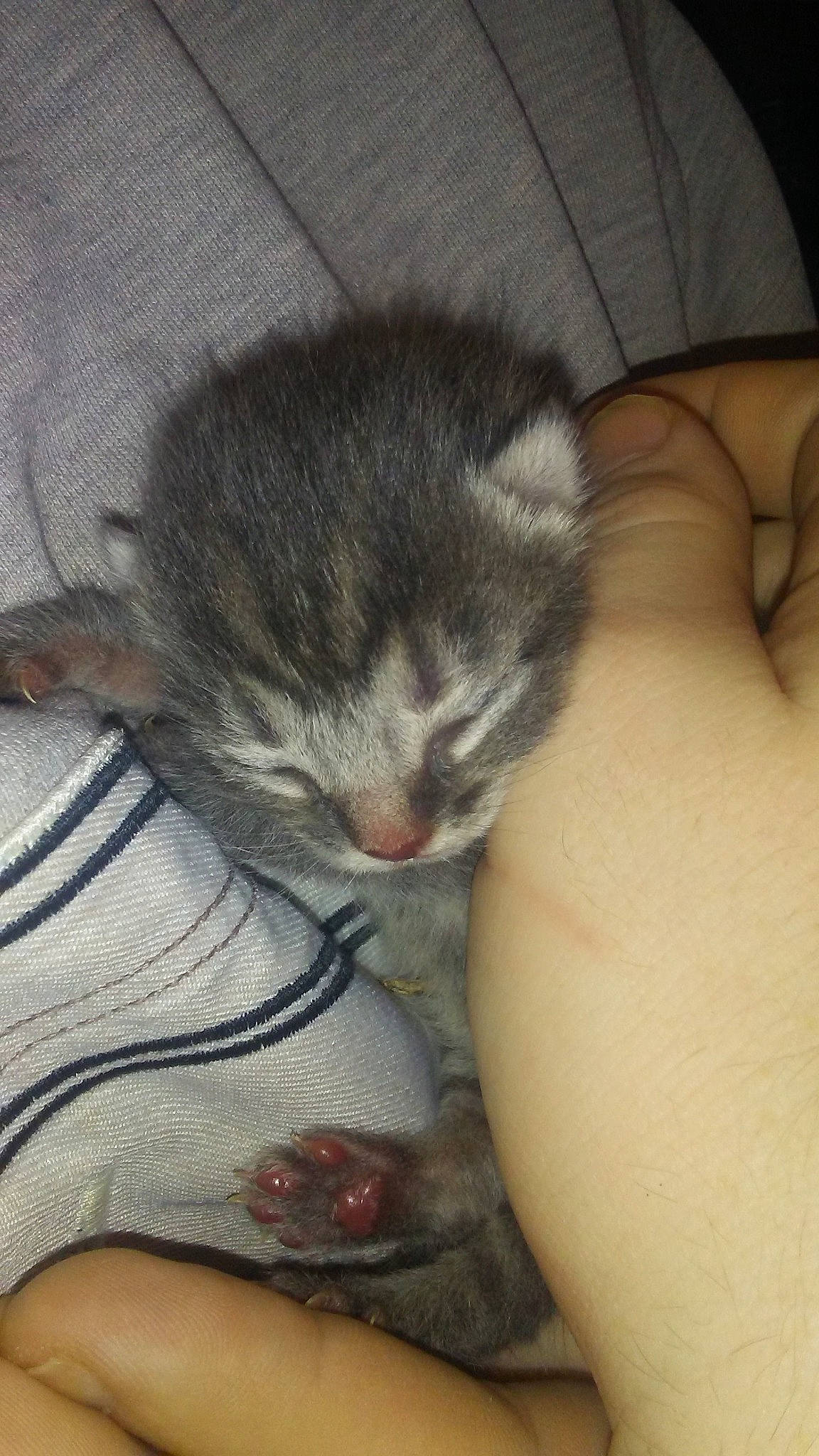 Baby Kitten