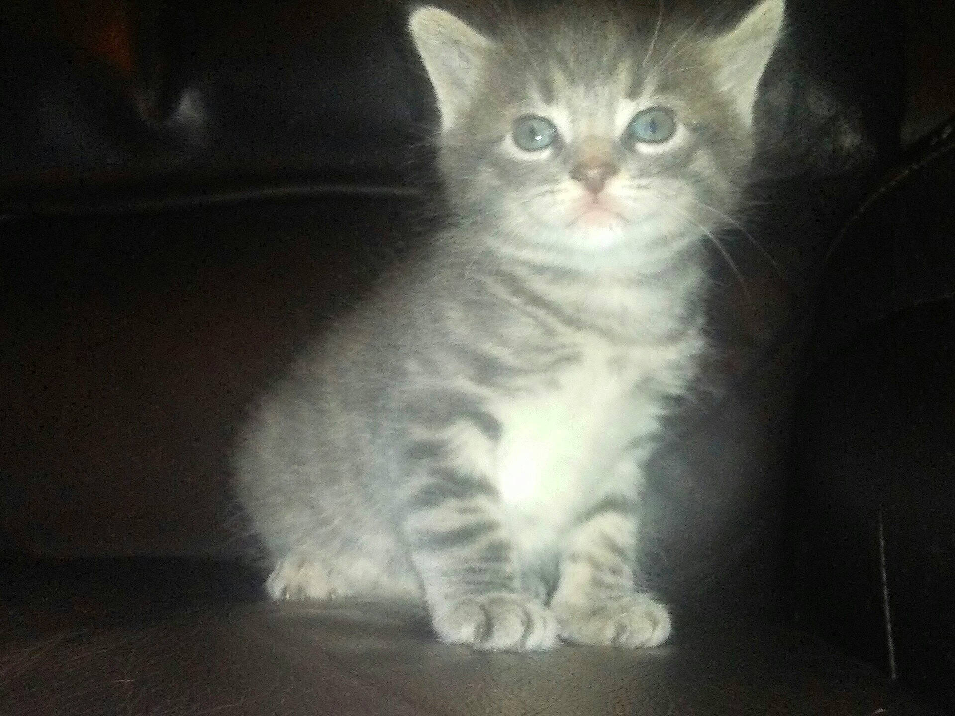 Baby Kitten joined the competition — help win amazing prizes! american_curl, american_wirehair, asian, black_and_white, british_semi_longhair, carnivore, cat, domestic_short_haired_cat, european_shorthair, eye, felidae, fur, kitten, mammal, paw, polydactyl_cat, small_to_medium_sized_cats, tabby_cat, vertebrate, whiskers