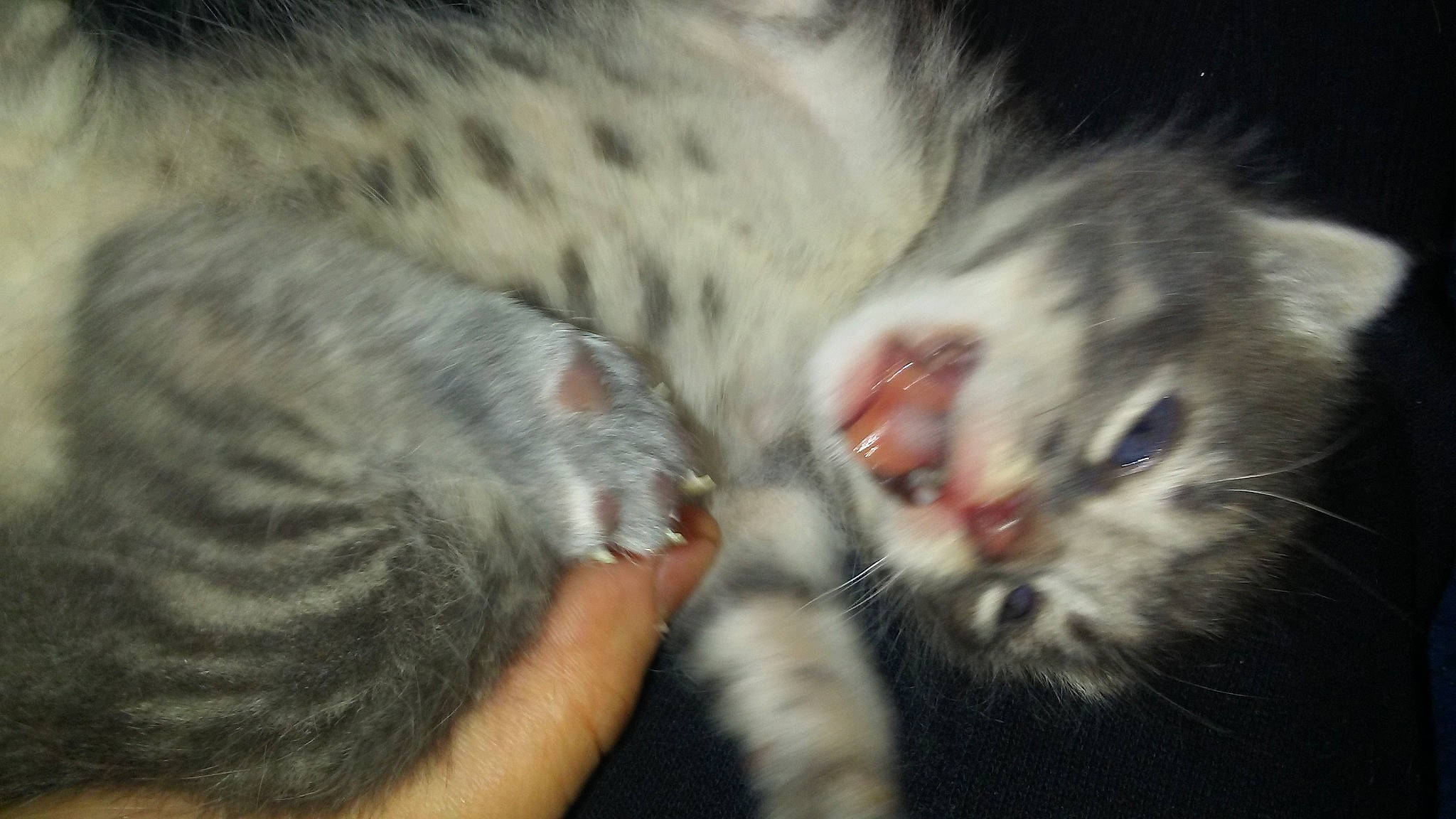 Baby Kitten joined the competition — help win amazing prizes! american_curl, american_shorthair, american_wirehair, asian, carnivore, cat, claw, domestic_short_haired_cat, ear, egyptian_mau, european_shorthair, felidae, fur, kitten, mammal, polydactyl_cat, small_to_medium_sized_cats, snout, tabby_cat, whiskers