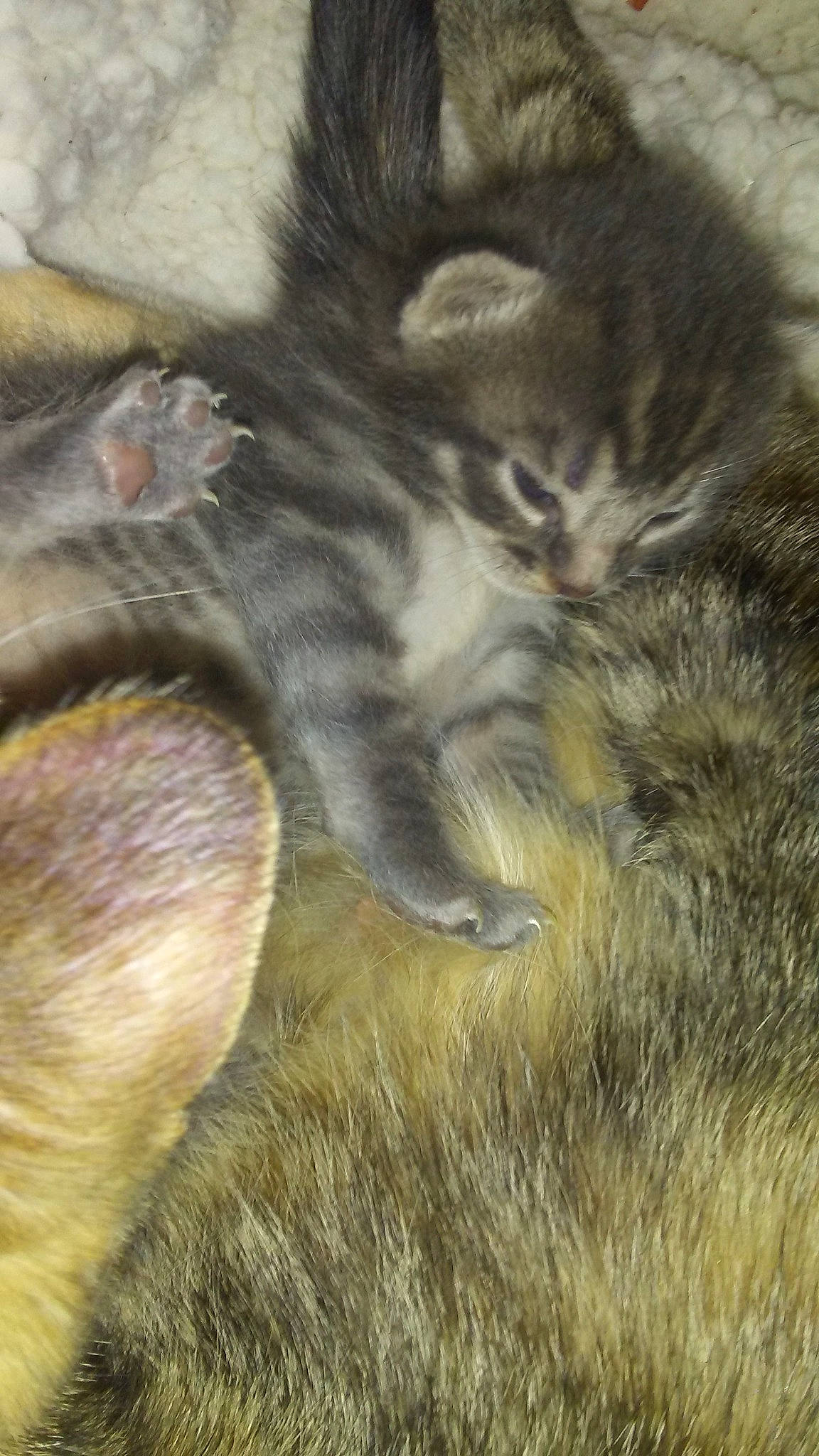 Baby Kitten is registered to the contest to win money with this photo: carnivore, cat, claw, felidae, fur, kitten, maine_coon, norwegian_forest_cat, polydactyl_cat, siberian, small_to_medium_sized_cats, tabby_cat, tail, whiskers