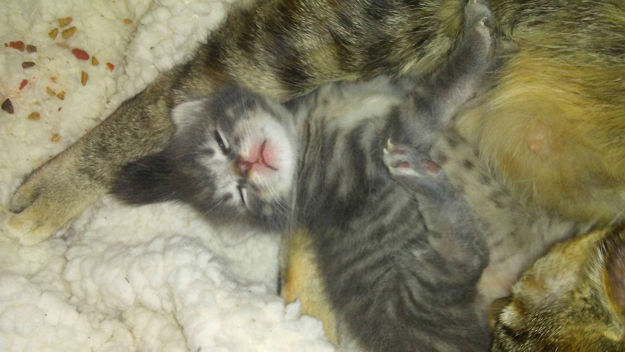 Baby Kitten joined the competition — help win amazing prizes! carnivore, cat, claw, european_shorthair, felidae, fur, kitten, norwegian_forest_cat, paw, polydactyl_cat, siberian, small_to_medium_sized_cats, snout, tail, whiskers