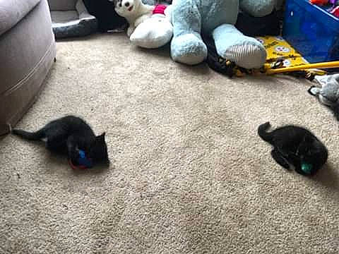 Prince And Moonlight