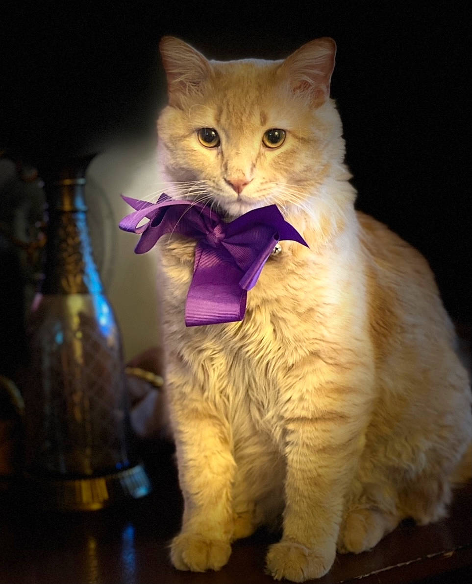 Chiquita is registered to the contest to win money with this photo: bottle, carnivore, cat, claw, domestic_short_haired_cat, electric_blue, event, fawn, felidae, fur, gesture, paw, small_to_medium_sized_cats, snout, tail, whiskers