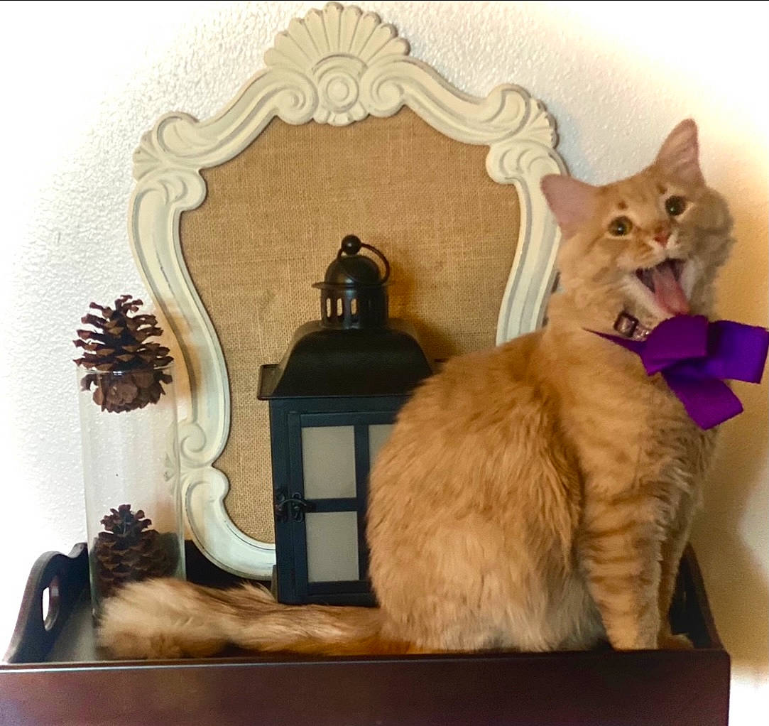 Chiquita is registered to the contest to win money with this photo: art, carnivore, cat, cat_supply, domestic_short_haired_cat, fawn, felidae, fur, paw, pet_supply, picture_frame, rectangle, room, shelf, shelving, small_to_medium_sized_cats, tail, whiskers, window, wood