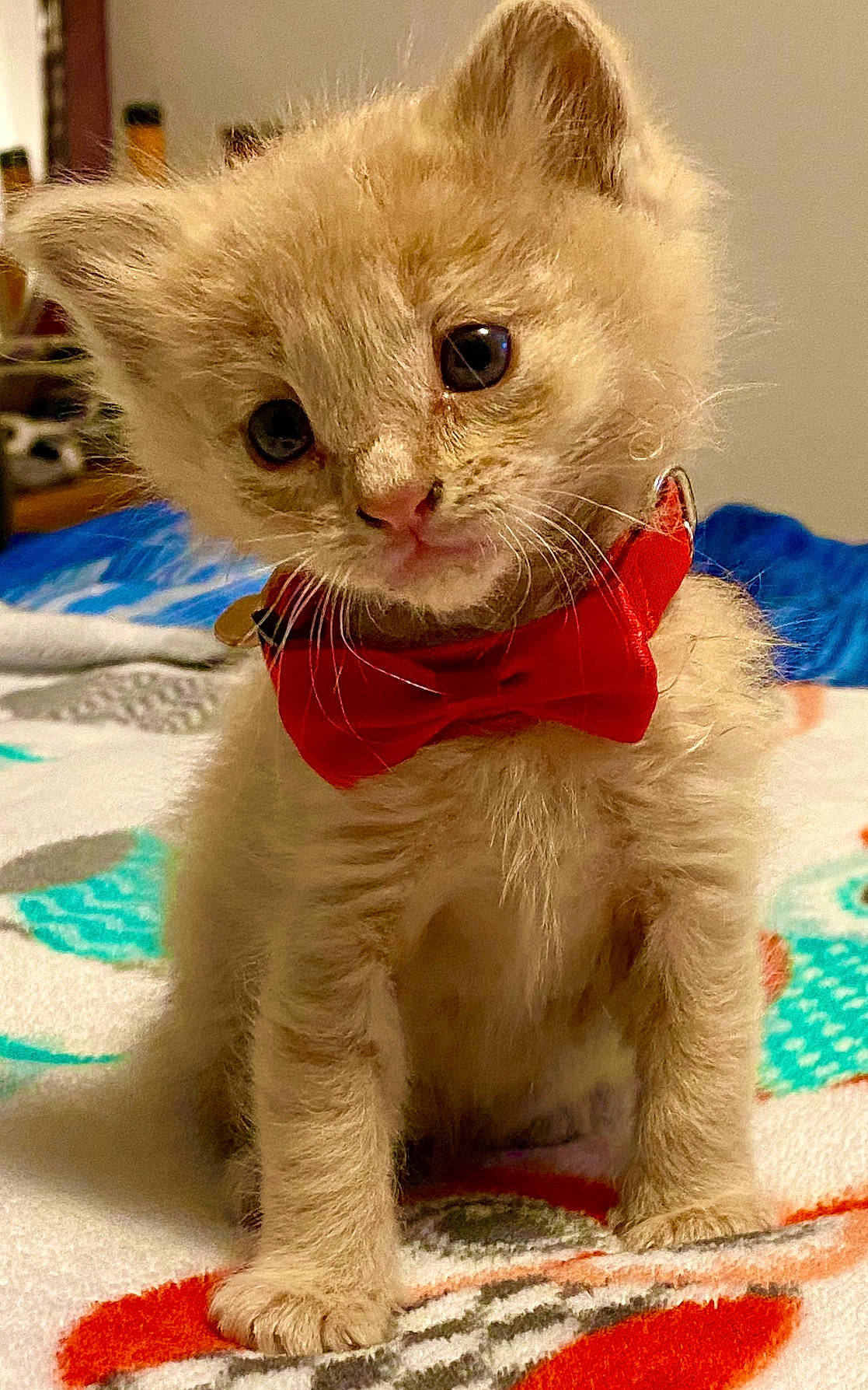 Chiquita is registered to the contest to win money with this photo: carnivore, cat, cat_supply, cat_toy, christmas, claw, collar, domestic_short_haired_cat, event, fawn, felidae, fur, paw, pet_supply, small_to_medium_sized_cats, snout, tail, whiskers