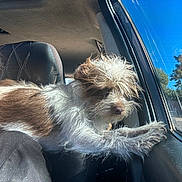 Papi is registered to the contest to win money with this photo: dog, car, window, sunlight, person, fur, paw, seat, interior, glasses, outdoor, nature, blue_sky, trees, relaxed, pet, travel, road, daytime, companion