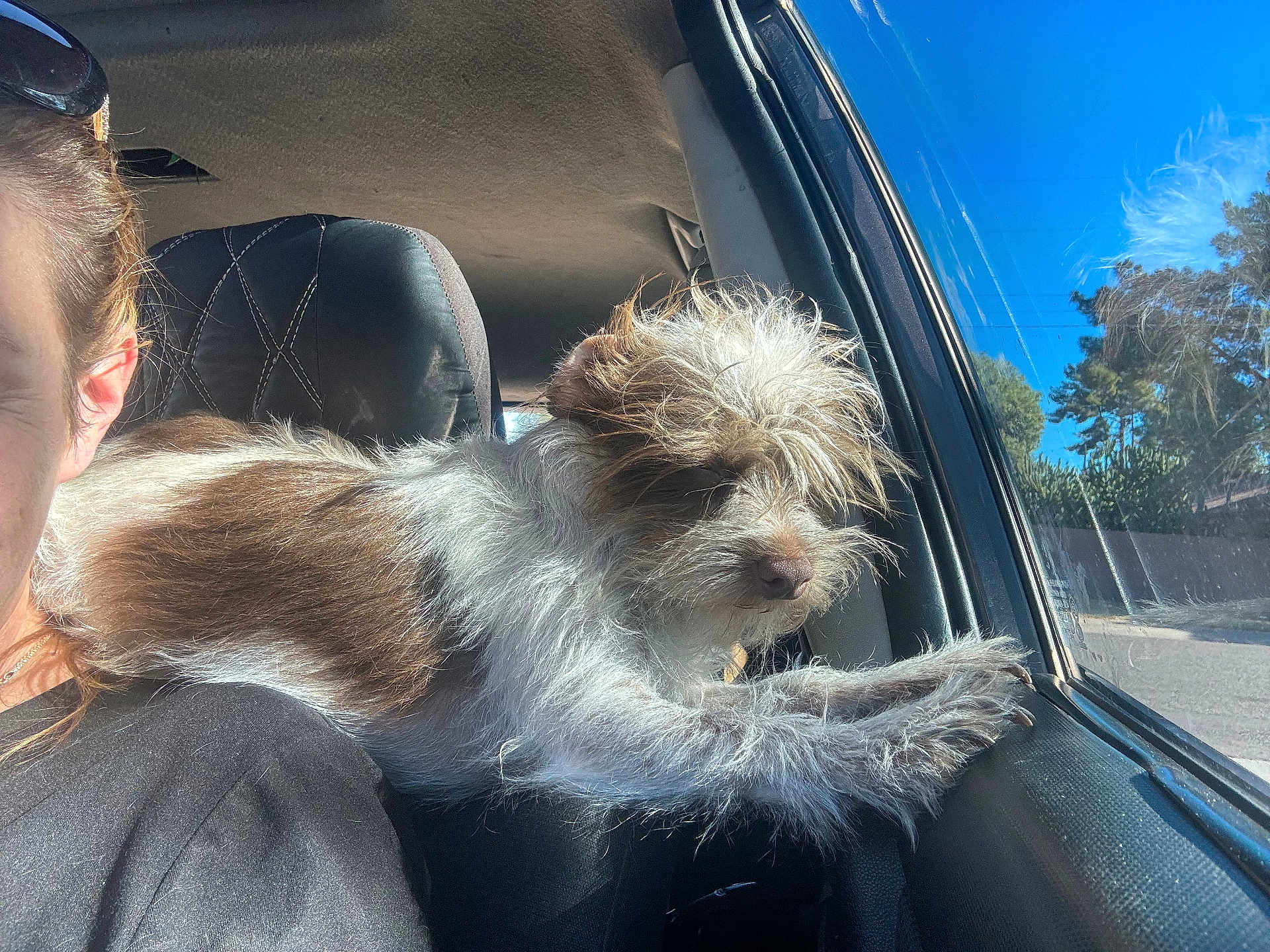 Papi is registered to the contest to win money with this photo: dog, car, window, sunlight, person, fur, paw, seat, interior, glasses, outdoor, nature, blue_sky, trees, relaxed, pet, travel, road, daytime, companion